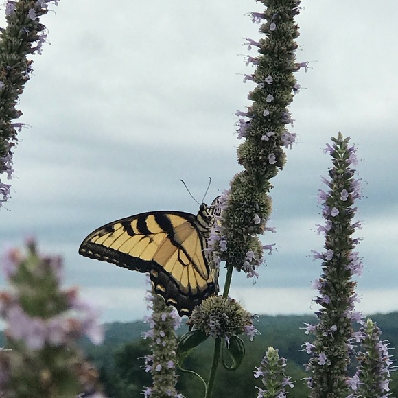 Meet the Posher - Picture 1 of 16